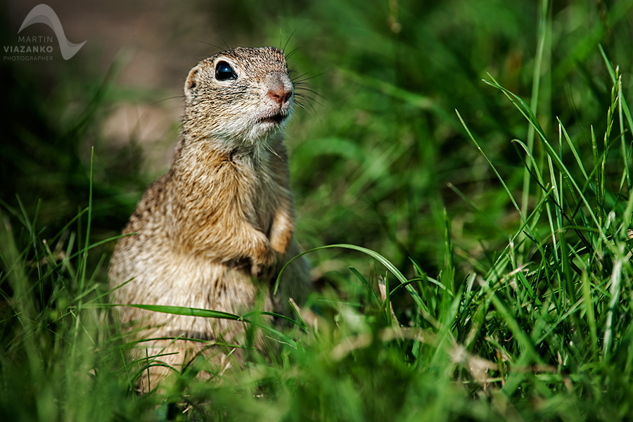 Syseľ pasienkový, syseľ obyčajný, Spermophilus citellus, Citellus citellus, hlodavec, wildlife, photo, foto, divoká príroda
